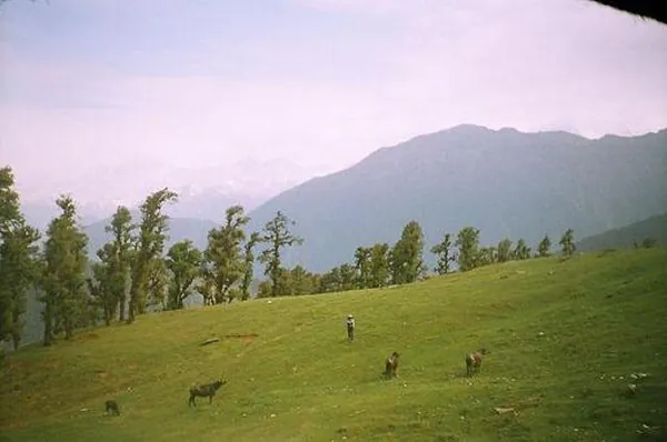 Auli(uk)